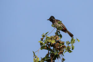 Red-vented Bulbul (Pycnonotus cafer)