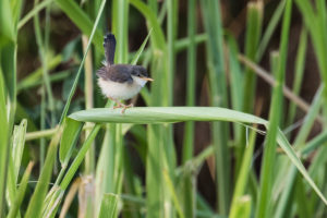 Grey-breasted Prinia (Prinia hodgsonii)