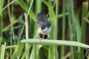 Grey-breasted Prinia (Prinia hodgsonii)