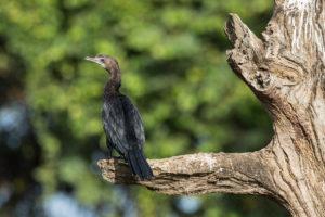 Little Cormorant (Microcarbo niger)