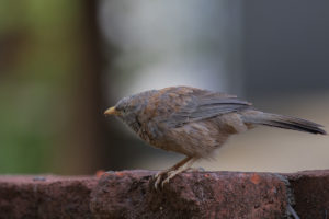 Yellow-billed Babbler (Turdoides affinis)