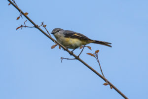 Small Minivet (Pericrocotus cinnamomeus)