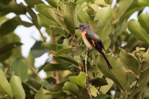 Small Minivet (Pericrocotus cinnamomeus)