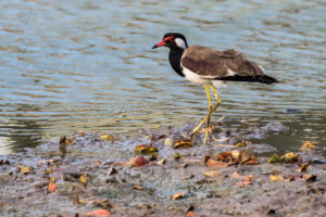 Red-wattled Lapwing (Vanellus indicus)