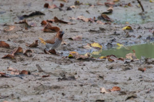 Scaly-breasted Munia (Lonchura punctulata)