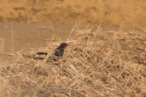 Indian Robin (Copsychus fulicatus)