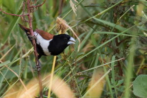 Tricolored Munia (Lonchura malacca)