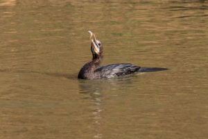 Little Cormorant (Microcarbo niger)