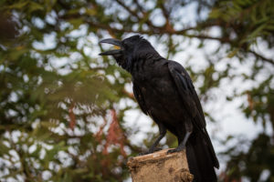 Large-billed Crow (Corvus macrorhynchos)