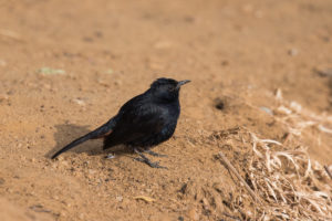 Indian Robin (Copsychus fulicatus)