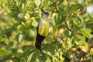 Purple-rumped Sunbird (Leptocoma zeylonica)