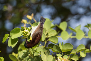 Purple-rumped Sunbird (Leptocoma zeylonica)