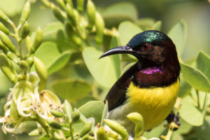 Purple-rumped Sunbird (Leptocoma zeylonica)