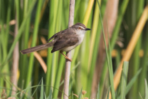 Plain Prinia (Prinia inornata)