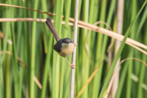 Ashy Prinia (Prinia socialis)