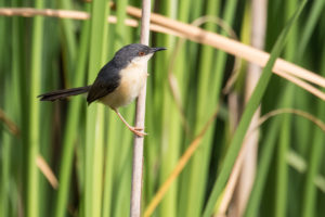 Ashy Prinia (Prinia socialis)