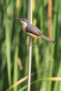 Ashy Prinia (Prinia socialis)