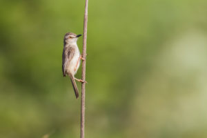 Plain Prinia (Prinia inornata)