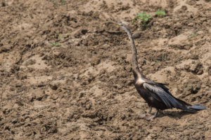 Oriental Darter (Anhinga melanogaster)