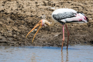 Painted Stork (Mycteria leucocephala)