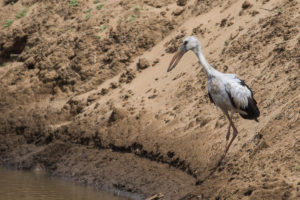 Asian Openbill (Anastomus oscitans)