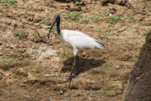 Black-headed Ibis (Threskiornis melanocephalus)