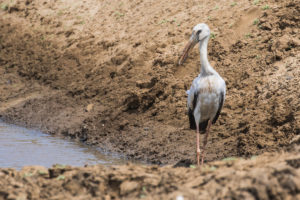 Asian Openbill (Anastomus oscitans)