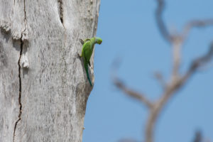 Rose-ringed Parakeet (Psittacula krameri)