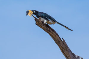 Malabar Pied-Hornbill (Anthracoceros coronatus)