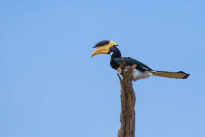 Malabar Pied-Hornbill (Anthracoceros coronatus)