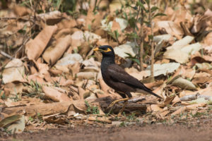 Common Myna (Acridotheres tristis)