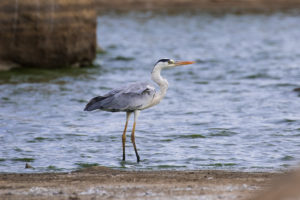 Gray Heron (Ardea cinerea)