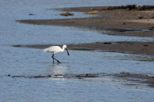 Eurasian Spoonbill (Platalea leucorodia)