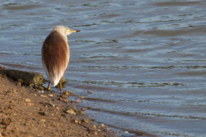 Indian Pond-Heron (Ardeola grayii)