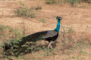 Indian Peafowl (Pavo cristatus)