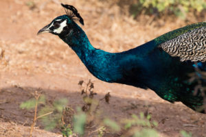 Indian Peafowl (Pavo cristatus)