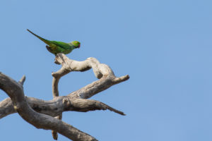 Rose-ringed Parakeet (Psittacula krameri)