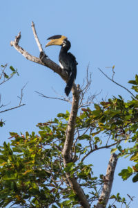 Malabar Pied-Hornbill (Anthracoceros coronatus)