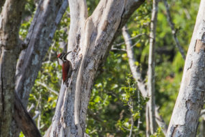 Red-backed Flameback (Dinopium psarodes)