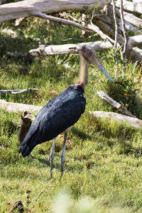 Lesser Adjutant Stork (Leptoptilos javanicus)