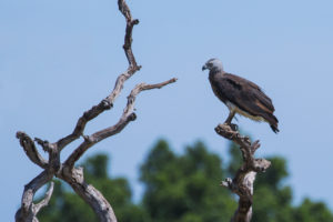 Grey-headed Fish-Eagle (Haliaeetus ichthyaetus)