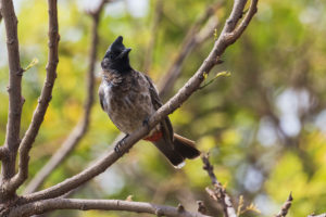 Red-vented Bulbul (Pycnonotus cafer)