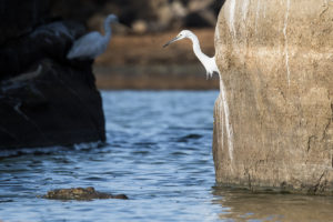 Little Egret (Egretta garzetta)