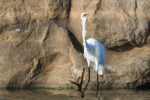 Great Egret (Ardea alba)