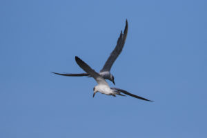 Gull-billed Tern (Gelochelidon nilotica)