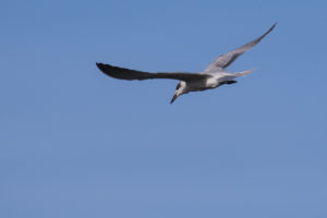 Gull-billed Tern (Gelochelidon nilotica)