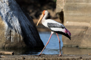 Painted Stork (Mycteria leucocephala)