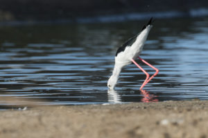 Black-winged Stilt (Himantopus himantopus)