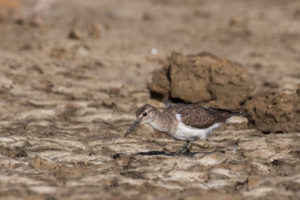 Common Sandpiper (Actitis hypoleucos)