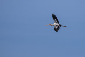 Painted Stork (Mycteria leucocephala)